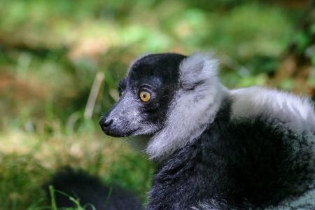 狐猴, 动物, 野生, 动物园, maki, 马达加斯加, 头发