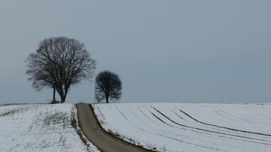 冬天, 树, 雪, 冬天的树, 自然, 心情, 寒冷