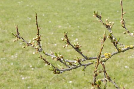 树, 新芽, 淘汰, 4 月, 竹笋, 花蕾, 春天