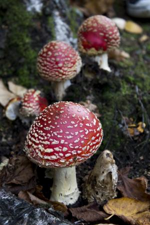 毒蕈, 蘑菇, 真菌, 红色, 秋天, 真菌