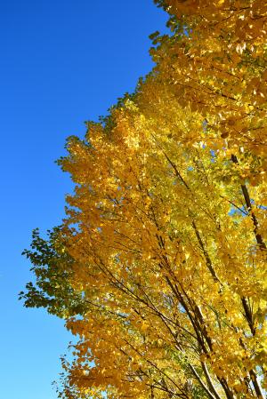 秋天, 黄色的树叶, 蓝蓝的天空, 风景