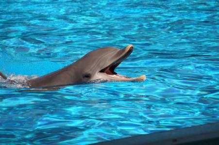 海豚, 水, 动物的生命