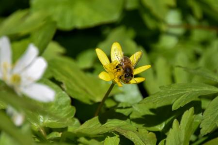 蜜蜂, 眼睛, 昆虫, 花, 春天, 植物, 自然