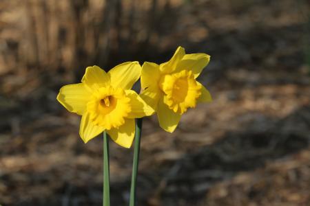 春天, 复活节百合, paaslelie, 花, 黄色