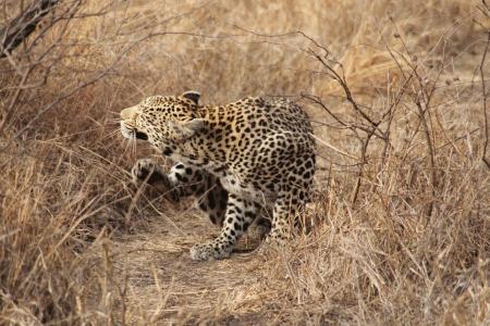 豹, 南非, 野生动物园, 猫, 克鲁格, 非洲, 野生动物