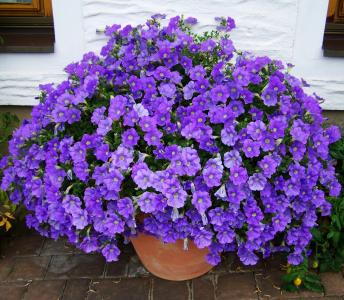 帕尤妮亚, 蓝紫色, 夏天花