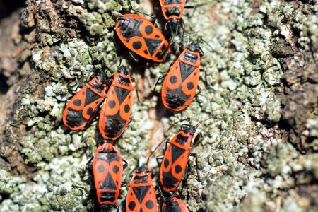 火 bug, pyrrhocoris 翅大头粪金龟, 繁殖, 红色和黑色口罩甲虫, 昆虫, 配对, 关闭