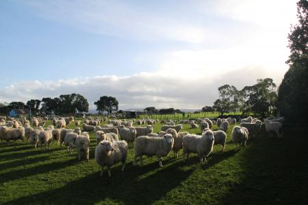 羊, 农场, 围场, 新西兰