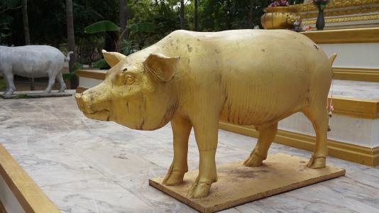 猪, 雕像, 黄金, 措施, 泰国寺庙