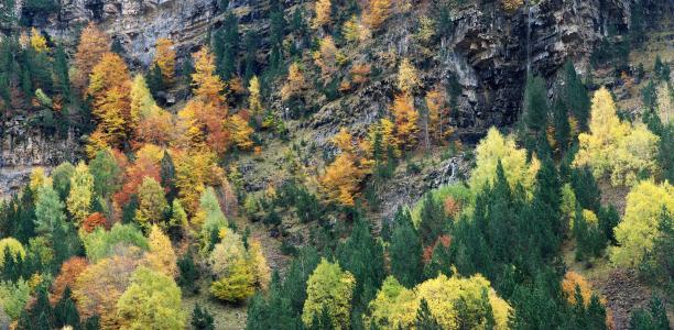 秋天, 颜色, 森林, 山, andscape, 自然, 树