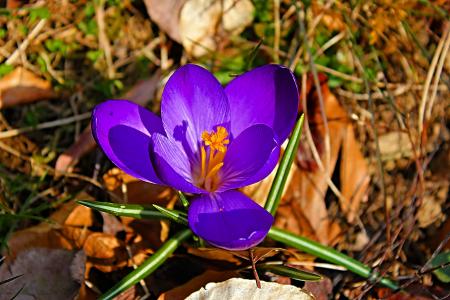 番红花, 春天, 早就崭露头角, 紫罗兰色, 春天的预兆, 关闭