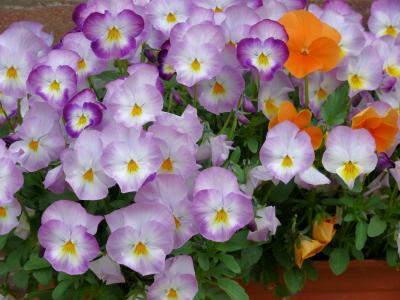 紫罗兰, 花, 丁香, 春天, 花园