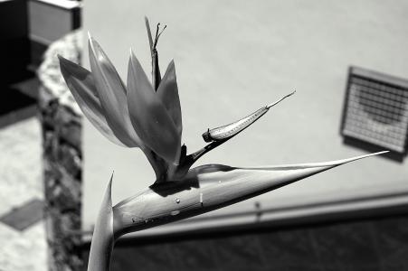 花, 黑白照片, 自然