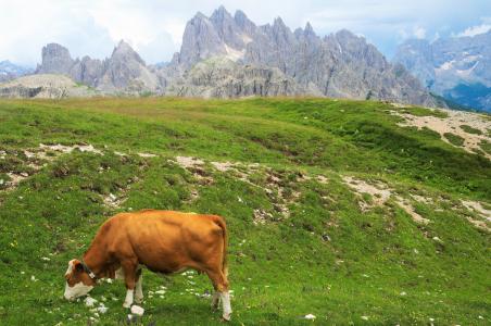 山脉, 母牛, 自然, 牧场, 动物, 景观, 草甸