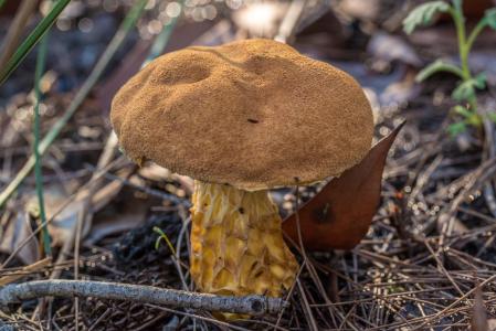 蘑菇, 真菌, 真菌, 帽, 秋天, 澳大利亚, 植物