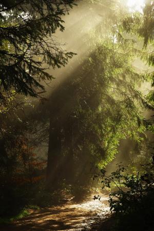 森林, 雾, 太阳, 光线, 山脉, 线索, 树