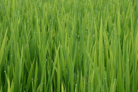 绿色, 颜色, 主题, 年轻的水稻, 农业, 农场, 大米