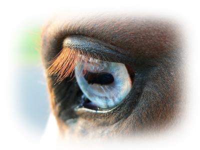 马, 动物, 自然, 马术, 马, 眼睛, 蓝色