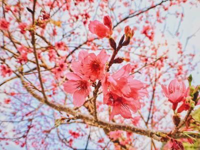 樱花, 花, 春天, 树, 自然, 粉红色的颜色, 分公司
