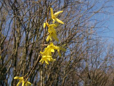 连翘, 一种观赏灌木, 金色的铃铛, 春天