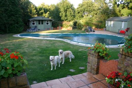 游泳池, 金毛猎犬, 狗