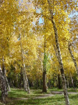 桦木, 秋天, 公园, 树木, 金色的秋天, 叶子, 黄色
