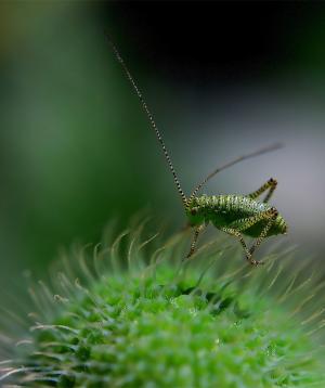 精致昆虫, 蚱蜢, 昆虫, 虚线, 绿色, 宏观, 点缀精致的昆虫