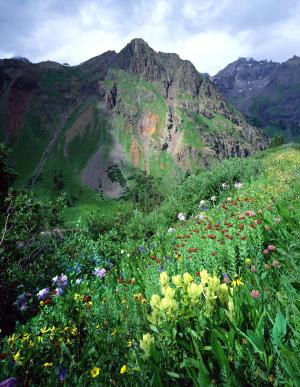 野花, 科罗拉多州, 绽放, 山, 自然, 景观, 岩石