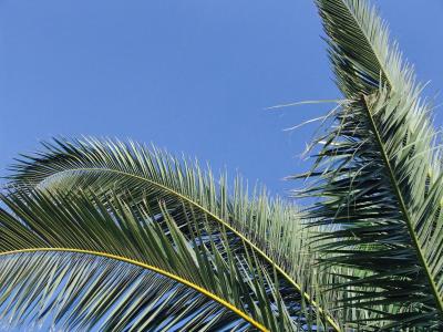 天空, 树, 蓝色, 夏季, 热, 自然, 棕榈树