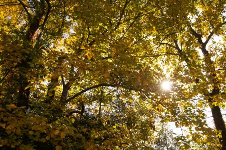 树木, 秋天, 太阳, 分支机构, 叶子