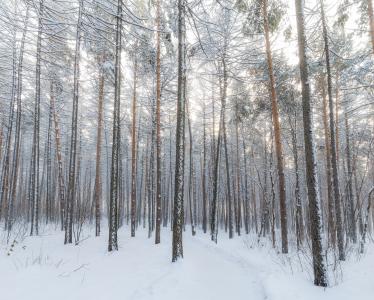 冬季森林, 雪, 冬天, 森林, 感冒, 自然, 白色