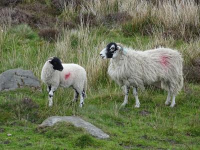 羔羊, 羊, 母羊, 动物, 农业, 牲畜, 春天