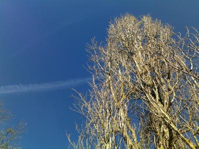 天空, 树, 轨迹