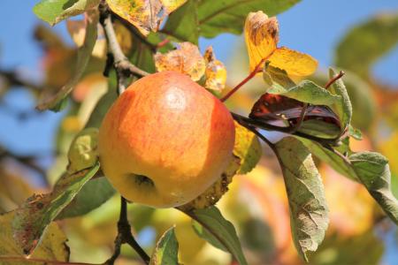 秋天, 苹果, 树, 秋天的果实, 水果, 水果, 食品