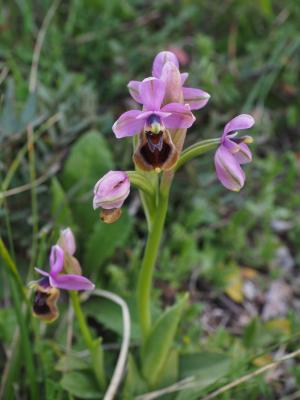 伍德考克兰花, ophrys scolopax, 兰花自然, 兰花, ophrys, 切缝罗兹, 兰科植物