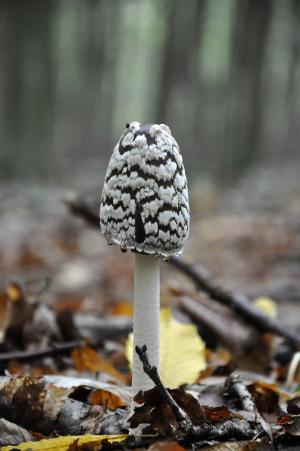 蘑菇, 森林, 秋天, 腿, 真菌, 自然, 赛季