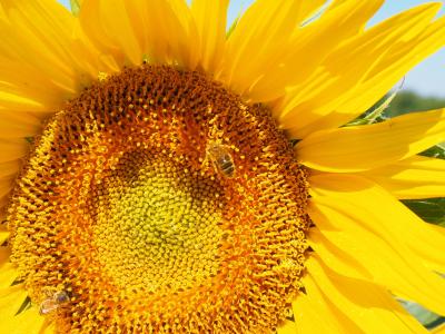 太阳花, 蜜蜂, 开花, 绽放, 花蜜, 花序, 花篮