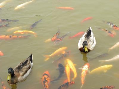 鸭子, 锦鲤, 金鱼, 水, 亚洲, 池塘, 中国