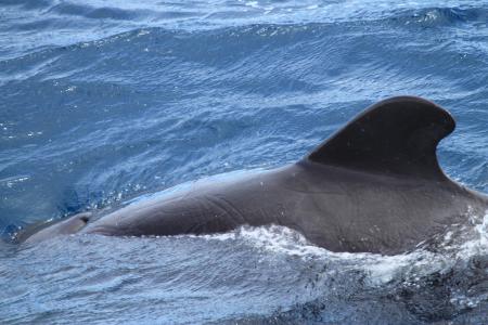 鲸鱼, 减摇鳍, 加拉帕戈, 群岛, 领航鲸, 哺乳动物, 海