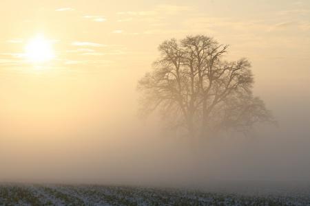 冬天, 雾, 太阳, 早晨的太阳, 清晨的阳光, 感冒, 景观