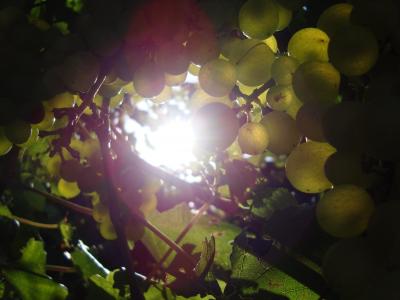 太阳, 葡萄, 葡萄树