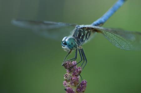 蜻蜓, 昆虫, 蓝色