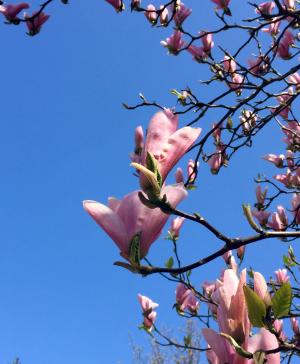木兰, 蔚蓝的天空, 春天, 树, 粉红色的颜色, 自然, 分公司