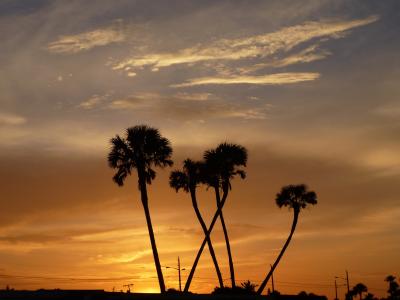 日落, 棕榈树, 太阳, 浪漫, abendstimmung, 傍晚的天空, 暮光之城