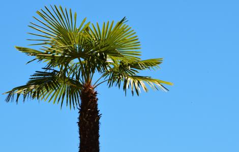 棕榈, 植物, 风扇棕榈, 棕榈树, 天空, 夏季, 假日