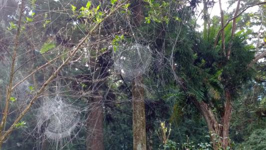 蜘蛛网, 在山上, 那些美学, 自然, 树, 绿色, 停车