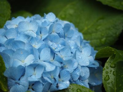 绣球花, 花, 植物, 水一滴, 蓝色的花朵, 雨, 多雨的季节