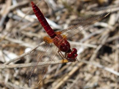 蜻蜓, 埃布罗河三角洲, 昆虫, 昆虫, 自然, 动物, 动物的翼