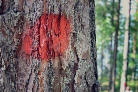 树, 红色, 标记的树, 自然, 特写, 夏季