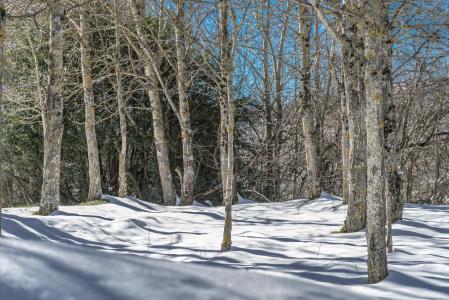 景观, 内华达, 雪, 雪域景观, 冬天, 自然, 内华达州